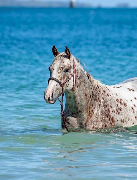 Appaloosa News Monthly – May 2022