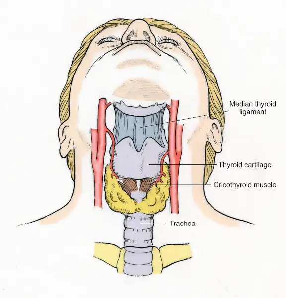 A depiction of the human throat with a few labels, related to sexual choking, but without any graphic context.